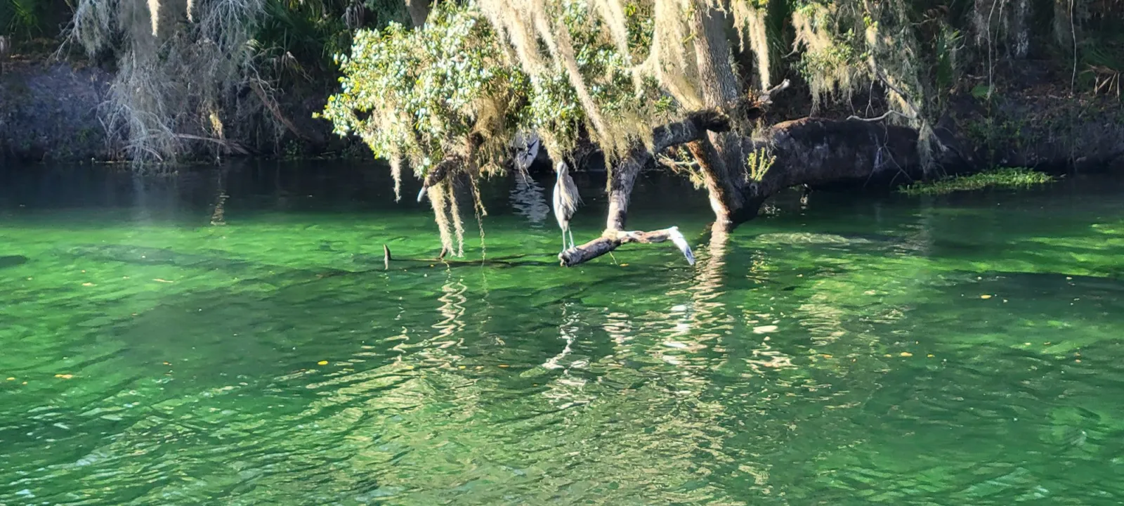 Clear green spring water under moss-draped trees