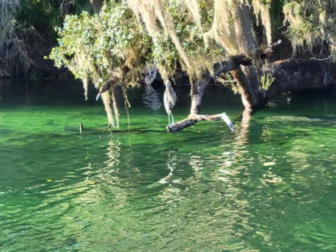 Clear green spring water under moss-draped trees