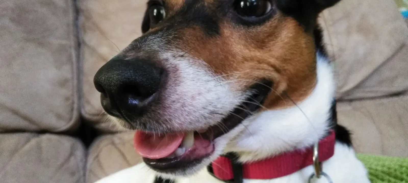 Close-up of a happy Jack Russell terrier in a red collar