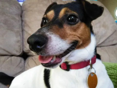 Close-up of a happy Jack Russell terrier in a red collar