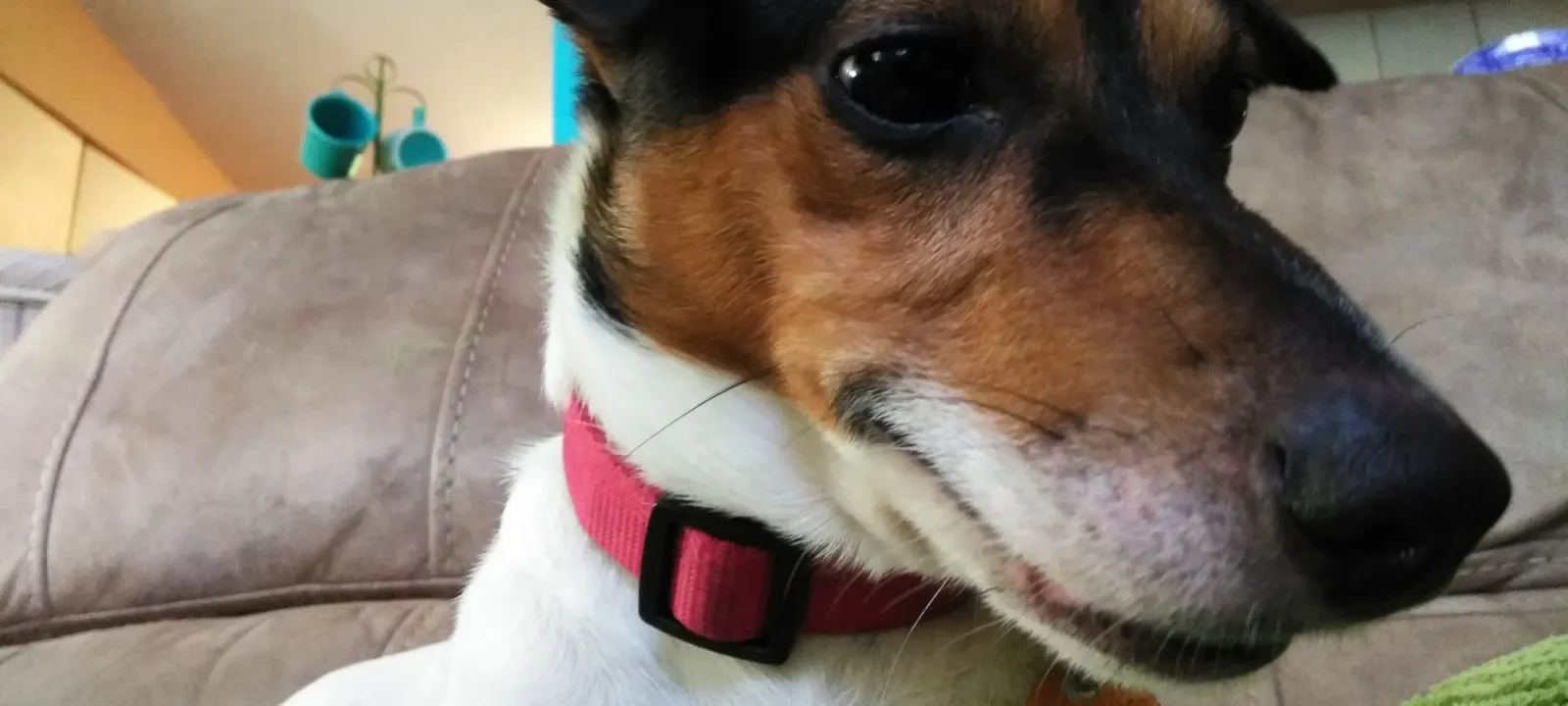 Close-up of a Jack Russell terrier resting on a couch