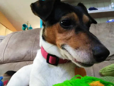 Close-up of a Jack Russell terrier resting on a couch