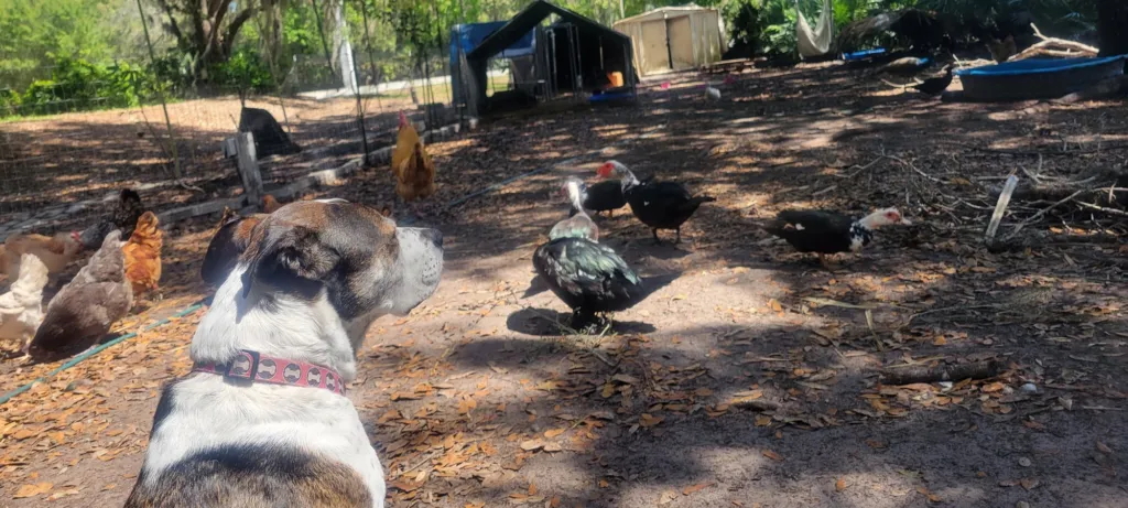Cole watching a yard full of chickens and Muscovy ducks
