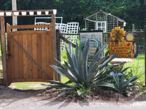 A hand-painted sign reading NO DOGS ALLOWED at the wooden gate of the Saint Augustine Beach Community Garden.