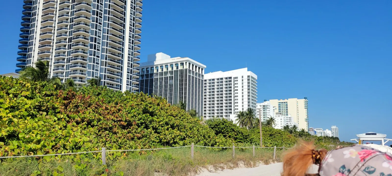 Condo towers rising behind dunes on Miami Beach