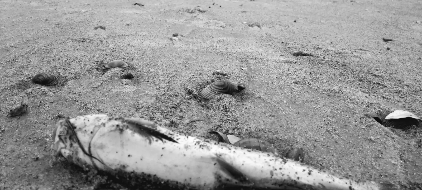 A dead fish lying on wet sand at the tideline among scattered shells, photographed in black and white from ground level.