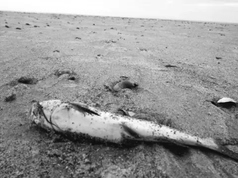 A dead fish lying on wet sand at the tideline among scattered shells, photographed in black and white from ground level.