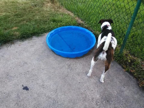 A dog standing beside a blue plastic wading pool.