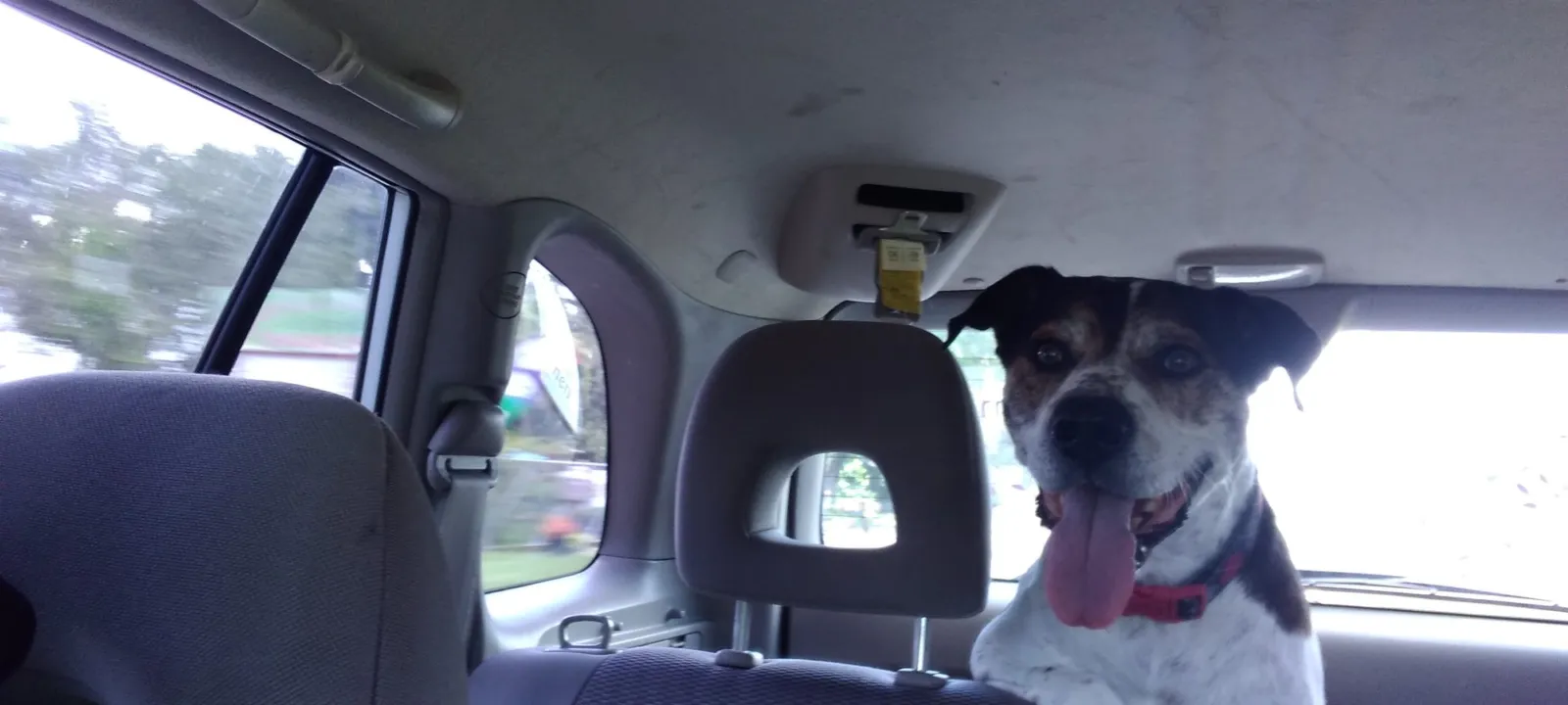 A dog peering between the front seats of a car.