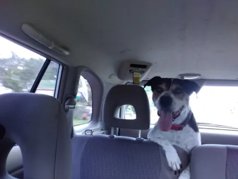 A dog peering between the front seats of a car.