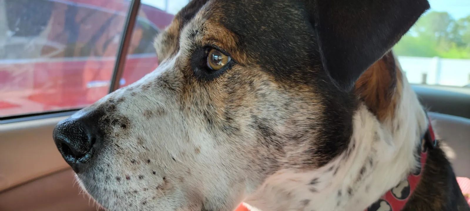 A white and brindle dog in a bone-print collar sits in a car seat, looking out of the window on a sunny Florida day.