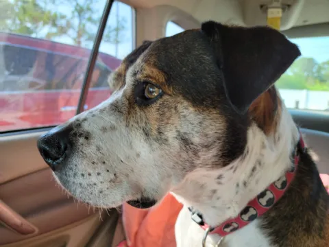 A white and brindle dog in a bone-print collar sits in a car seat, looking out of the window on a sunny Florida day.