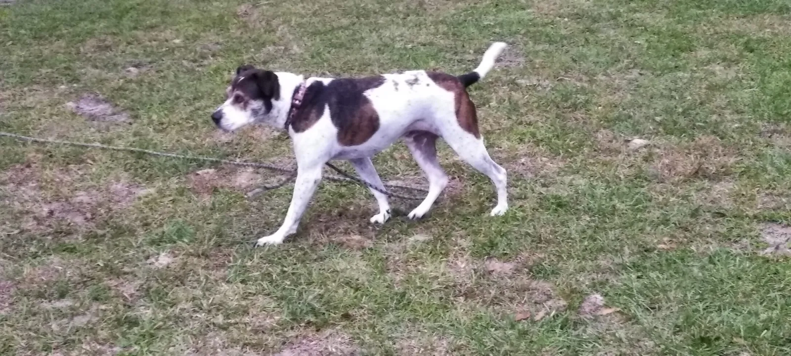 A dog on a leash sniffing the grass in a park.