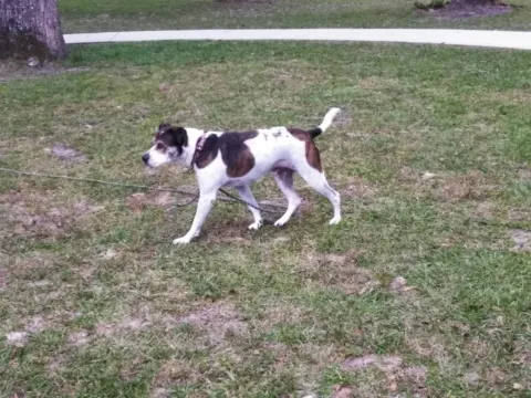 A dog on a leash sniffing the grass in a park.