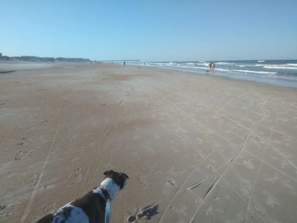 A dog on a leash on a wide, flat beach.