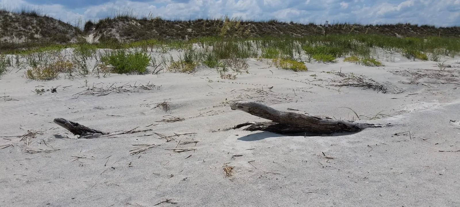 Driftwood and dune grass on pale sand above the beach.