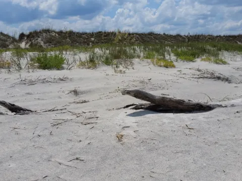 Driftwood and dune grass on pale sand above the beach.