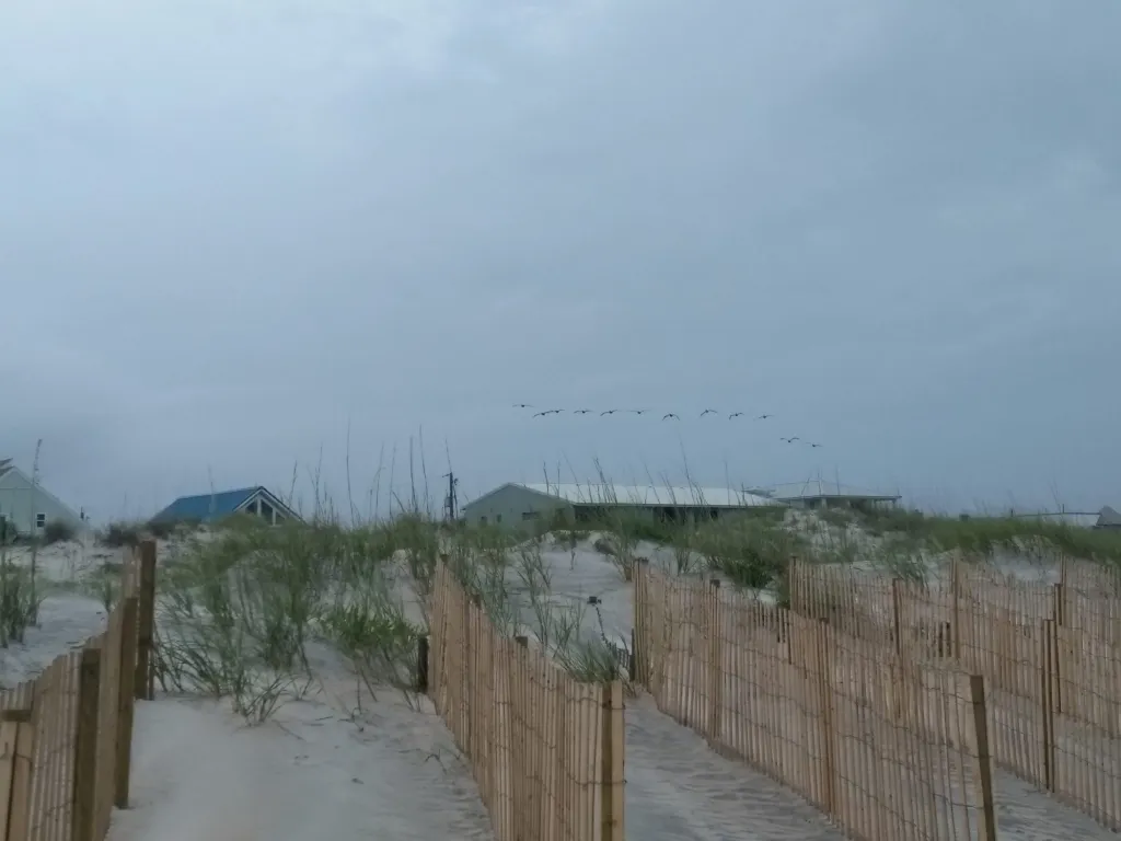 Dune fencing and sea oats above the beach