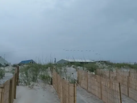 Dune fencing and sea oats above the beach