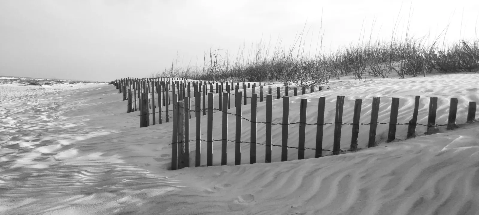 Dune fencing in the sand, in black and white
