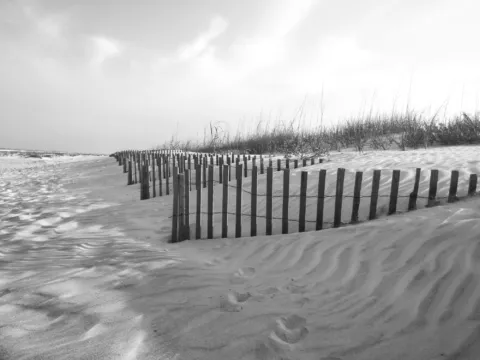 Dune fencing in the sand, in black and white