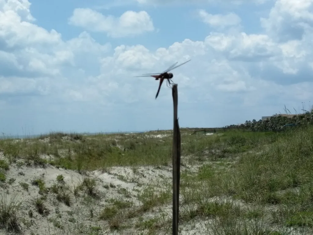 Dune grasses and a weathered post on a sandy rise near the beach.