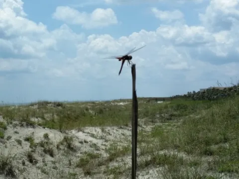Dune grasses and a weathered post on a sandy rise near the beach.