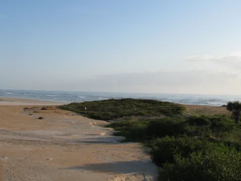 Dunes and scrub at the edge of the beach