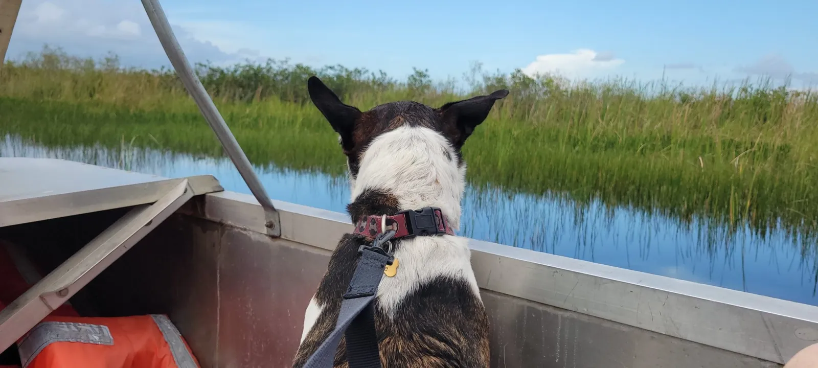 A dog in a harness and leash rides in the bow of an airboat, looking out over Everglades sawgrass and open water, with a life jacket beside him.