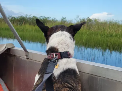 A dog in a harness and leash rides in the bow of an airboat, looking out over Everglades sawgrass and open water, with a life jacket beside him.