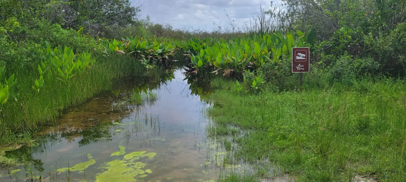 A narrow Everglades slough lined with pickerelweed and sawgrass, with a National Park Service boat ramp sign and green algae on the surface.