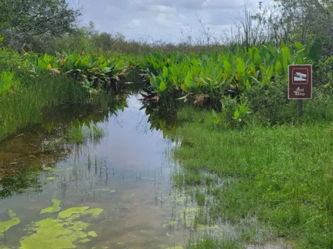 A narrow Everglades slough lined with pickerelweed and sawgrass, with a National Park Service boat ramp sign and green algae on the surface.
