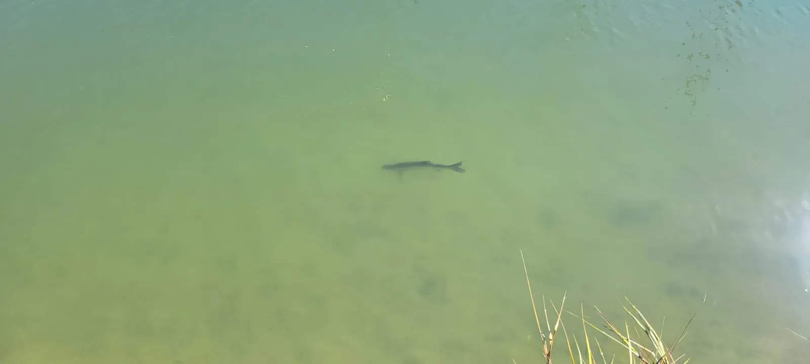 Fish visible in clear, shallow green pond water.