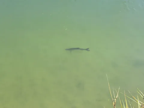 Fish visible in clear, shallow green pond water.