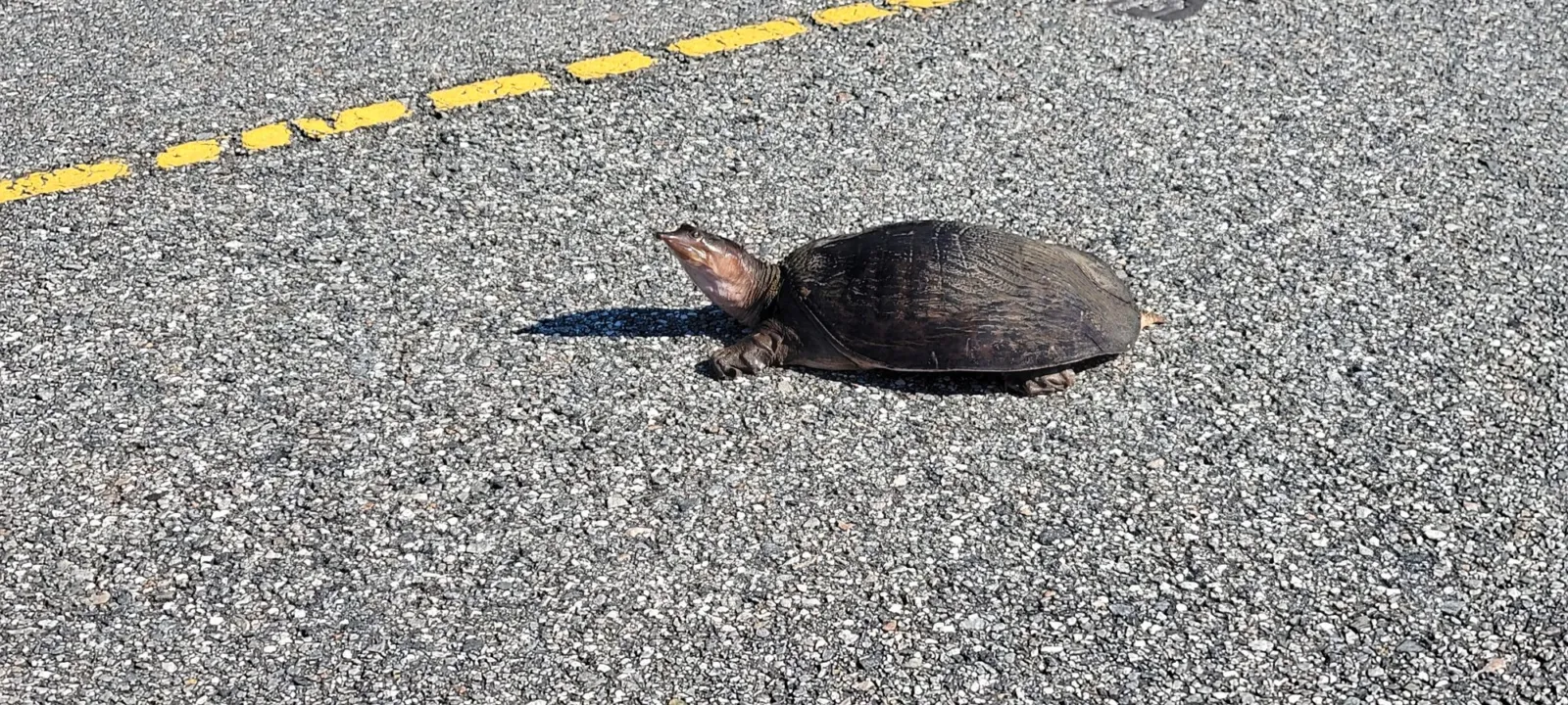 A Florida softshell turtle with a long tubular snout and flat leathery shell walking across a paved road.