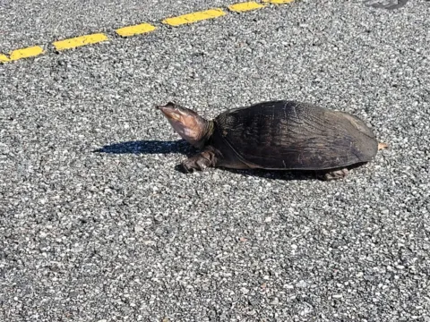 A Florida softshell turtle with a long tubular snout and flat leathery shell walking across a paved road.