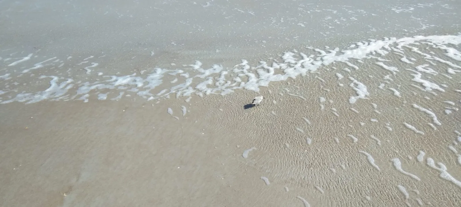 Foamy surf spreading across wet sand.