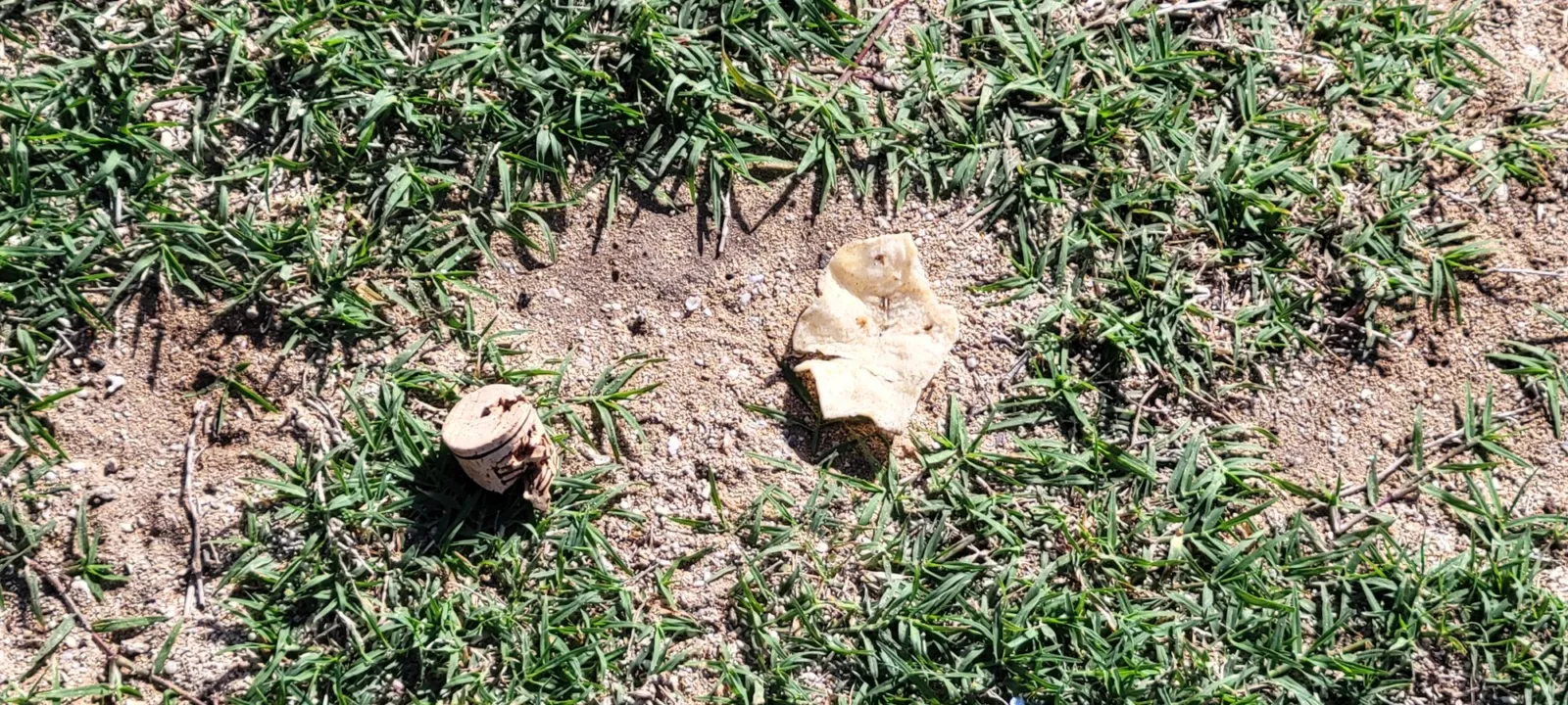 Fresh digging holes in a Florida lawn