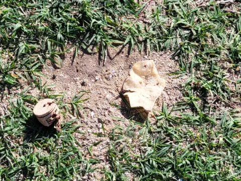 Fresh digging holes in a Florida lawn