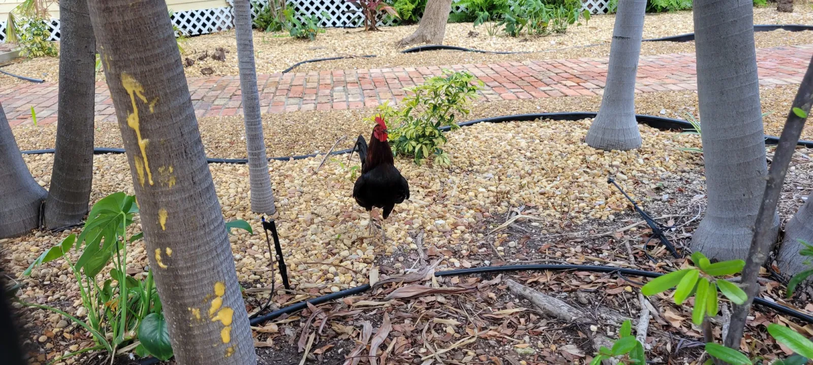 A black and red feral rooster walking through a gravel and brick garden bed beneath palms in Key West.