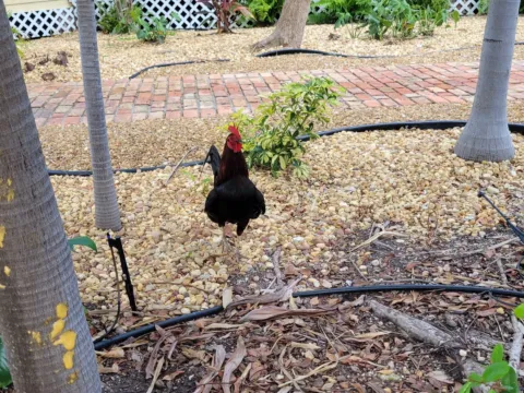 A black and red feral rooster walking through a gravel and brick garden bed beneath palms in Key West.