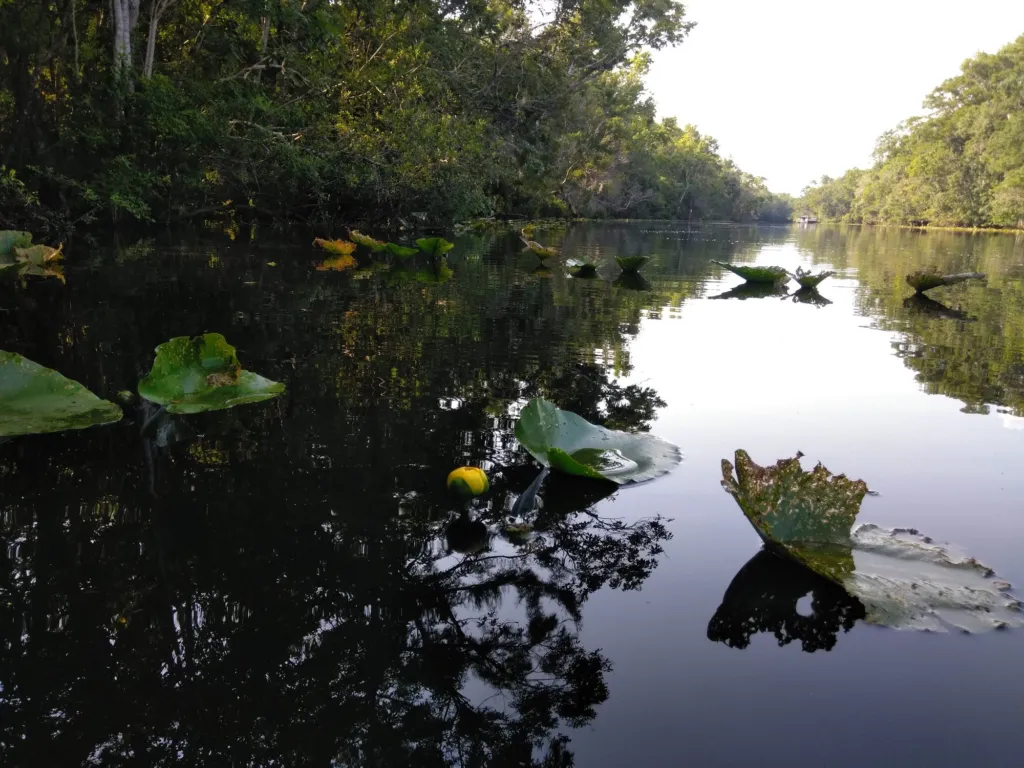 Lily pads on a dark river, seen from water level.