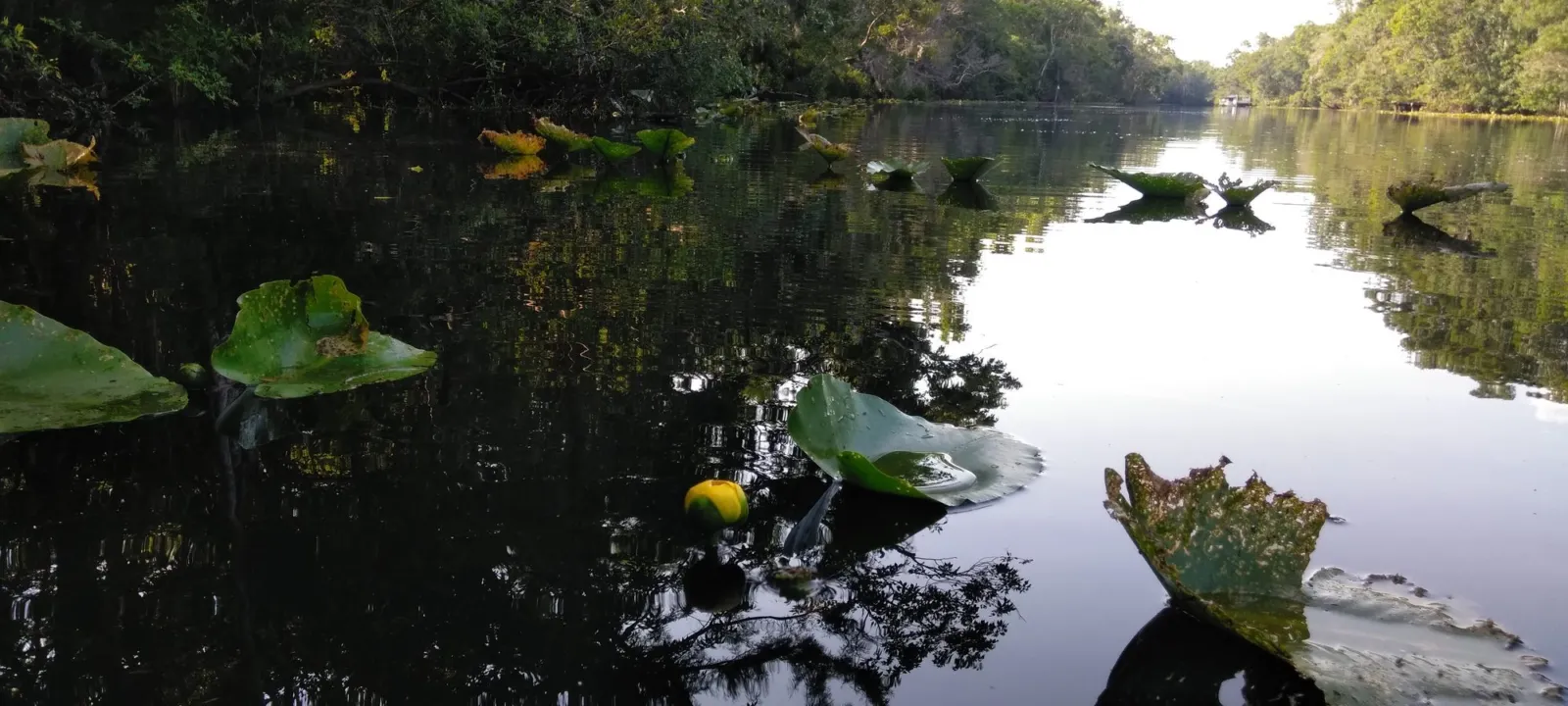 Lily pads on a dark river, seen from water level.