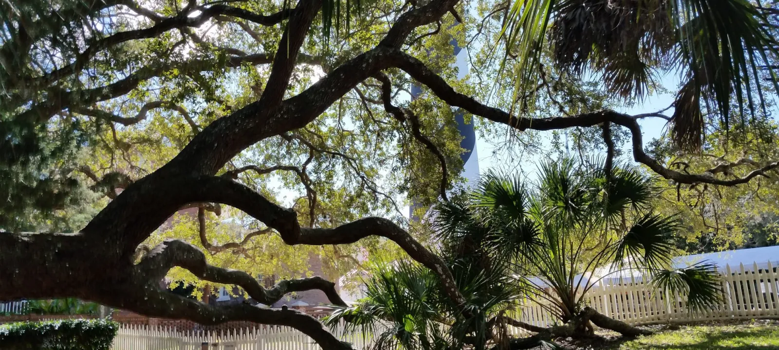 Twisting live oak branches against a blue sky.