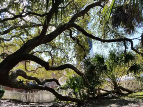 Twisting live oak branches against a blue sky.