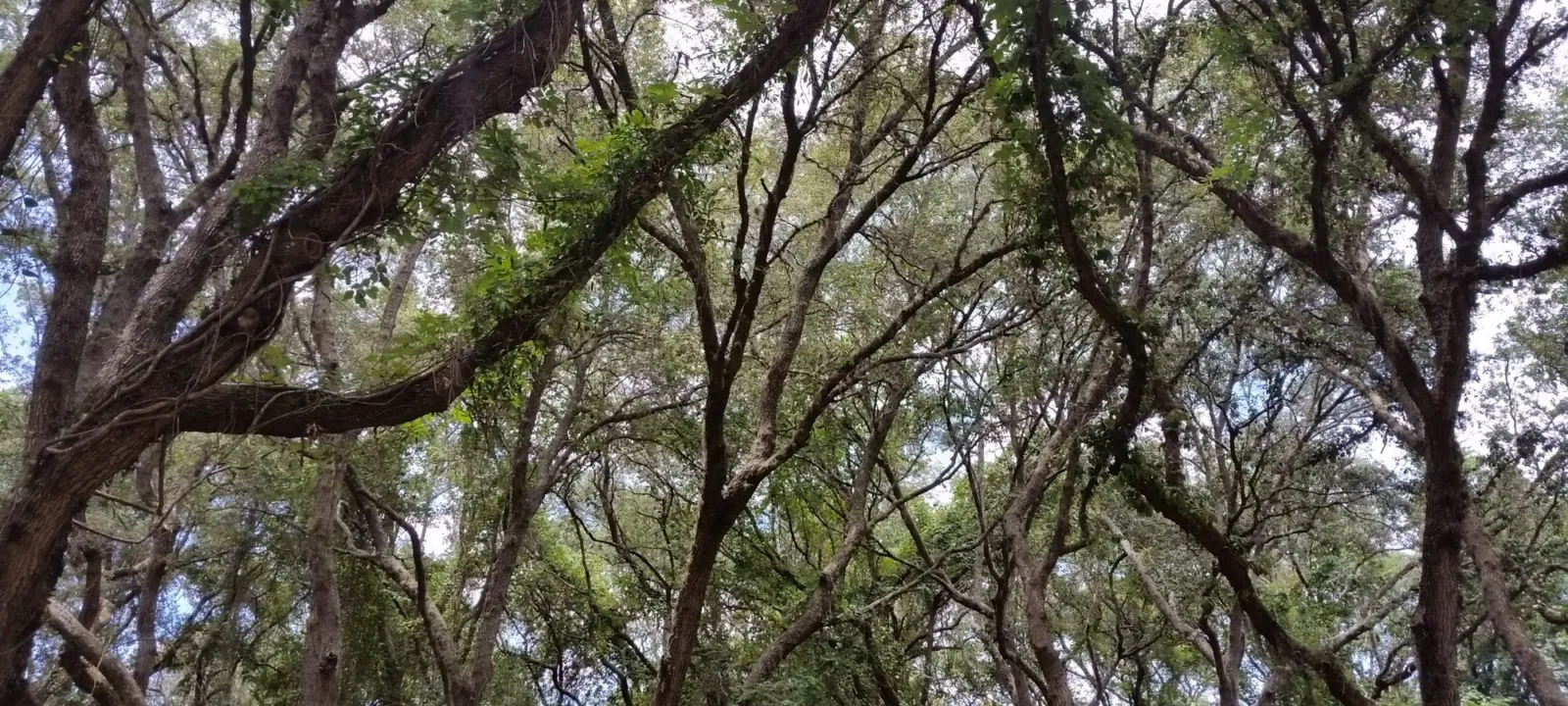Sprawling live oak branches forming a canopy overhead.