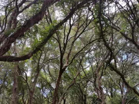 Sprawling live oak branches forming a canopy overhead.
