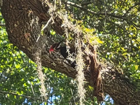 Live oak draped in Spanish moss