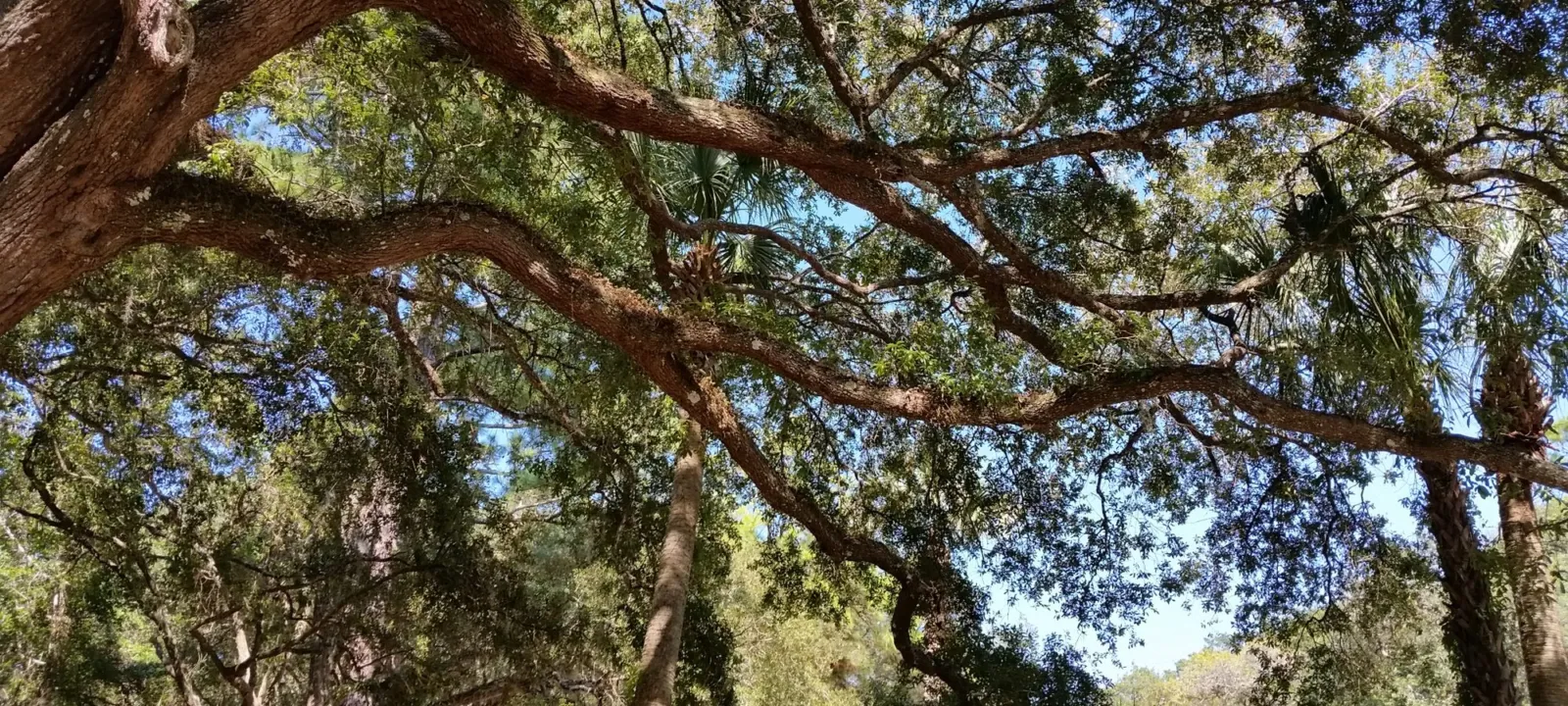 A large live oak spreading over a campsite.