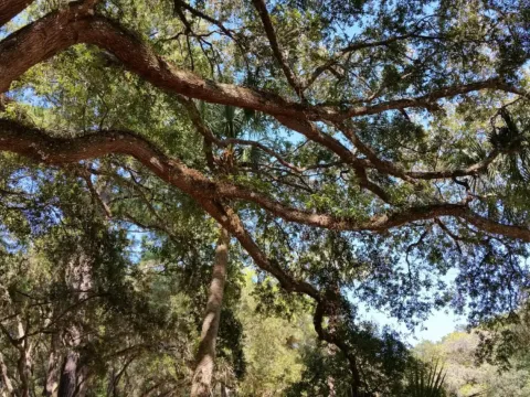 A large live oak spreading over a campsite.